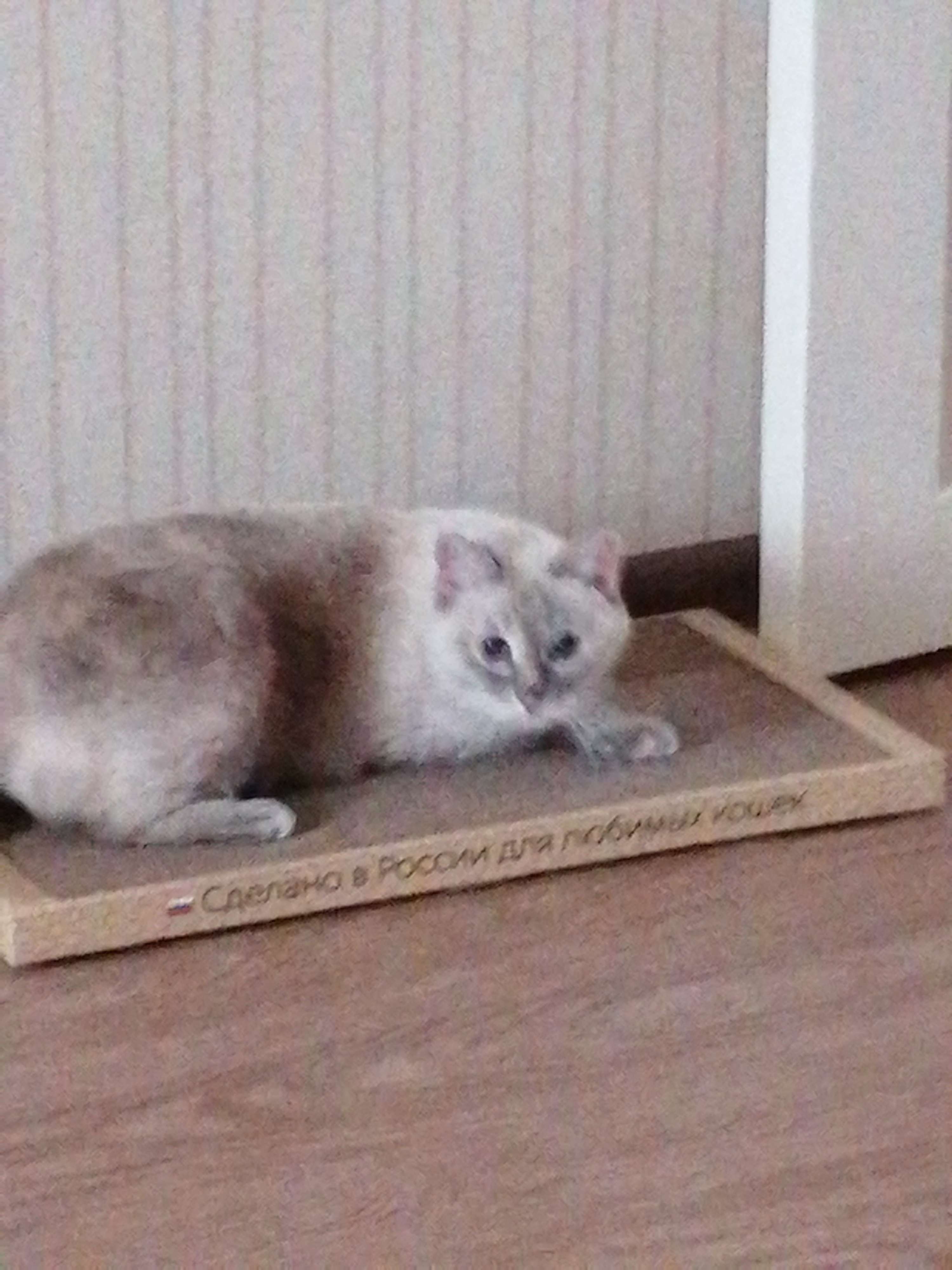 Фотография покупателя товара Домашняя когтеточка-лежанка для кошек, 56 × 30 см - Фото 15
