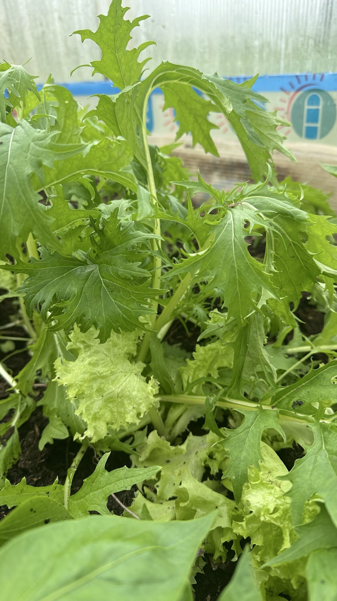 Фотография покупателя товара Семена Салат листовой «Бейби Ливз» цветной, смесь, 3 г, «Русский огород» - Фото 1