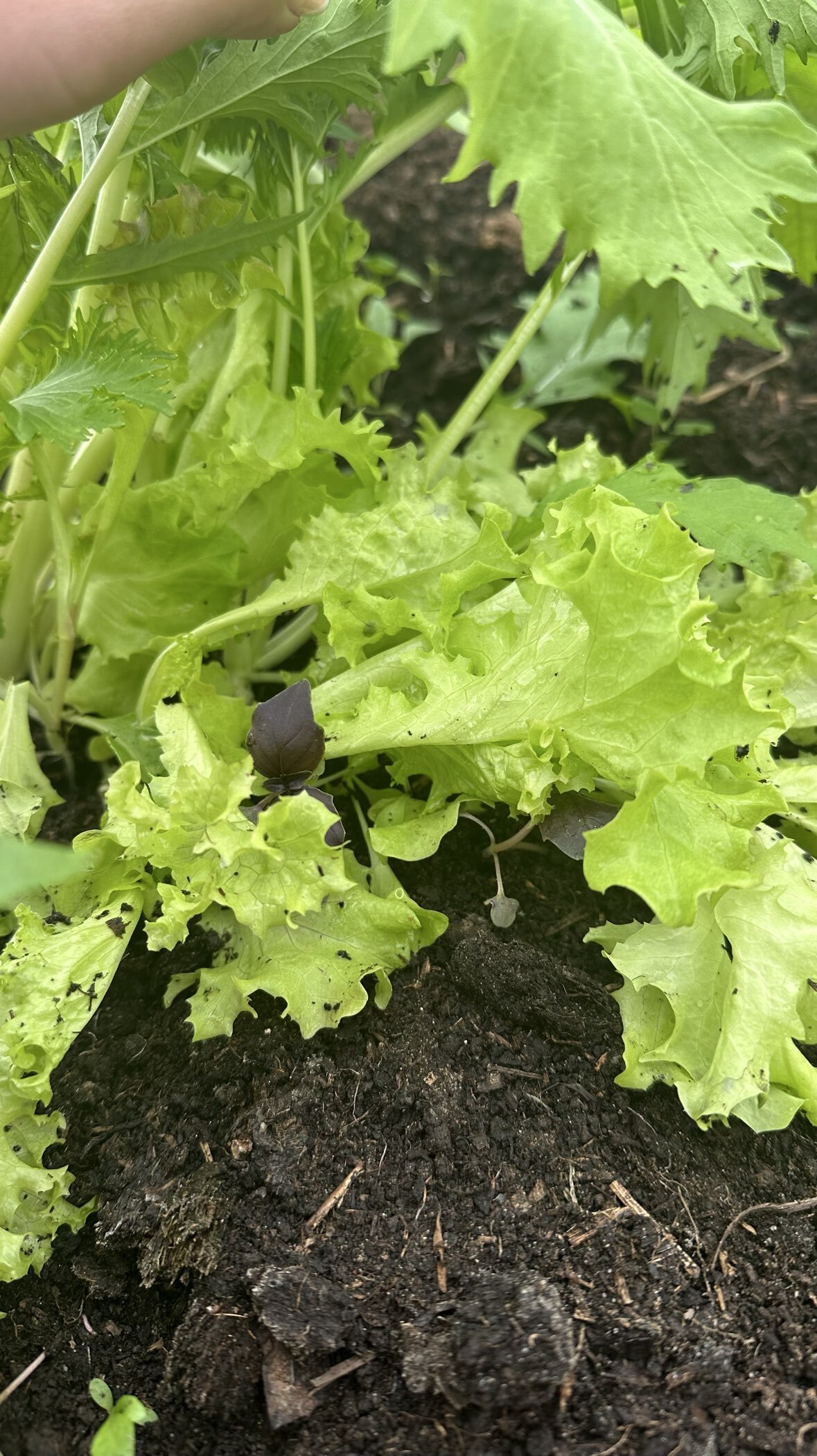 Фотография покупателя товара Семена Салат листовой «Бейби Ливз» цветной, смесь, 3 г, «Русский огород» - Фото 2