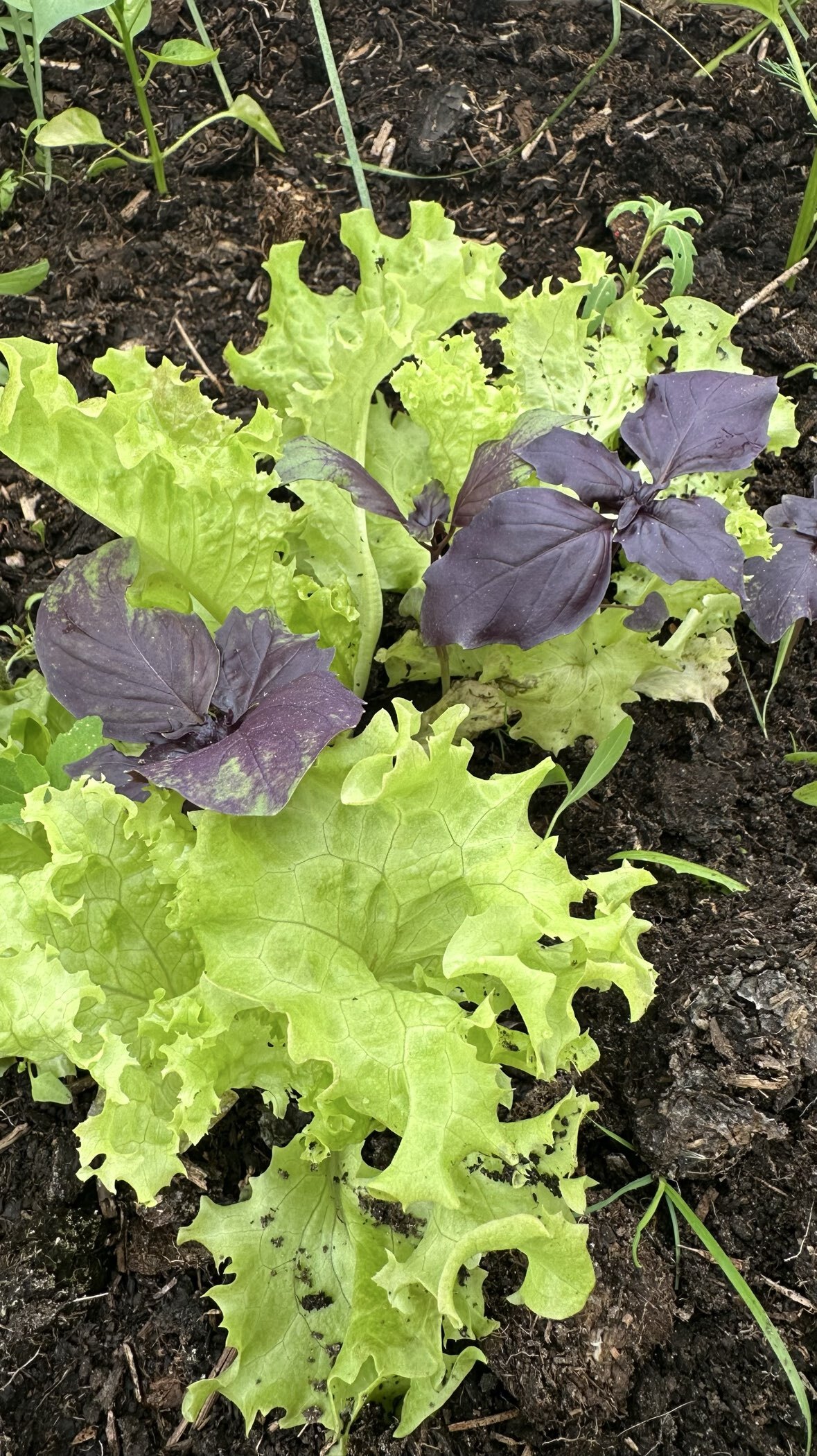Фотография покупателя товара Семена Салат листовой «Бейби Ливз» цветной, смесь, 3 г, «Русский огород» - Фото 3
