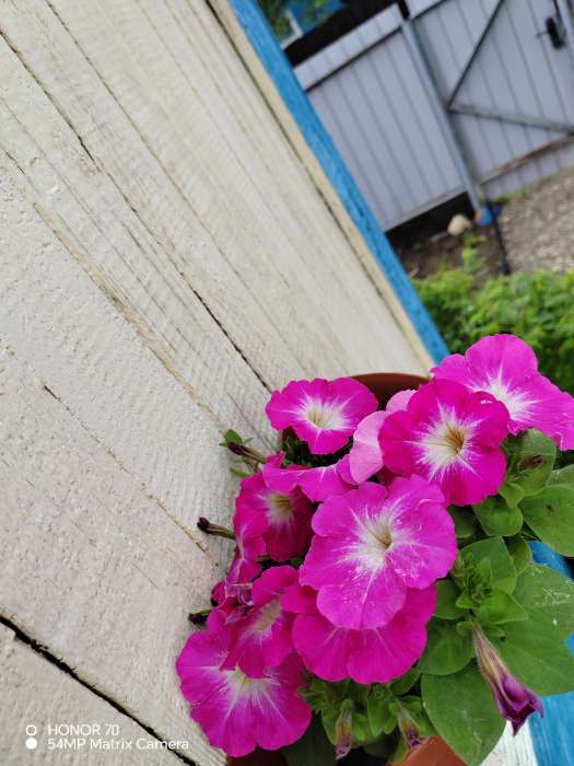 Фотография покупателя товара Семена Цветов Петуния "Мамбо", F1, розовое утро, многоцветковая, пробирка, 7 шт - Фото 5