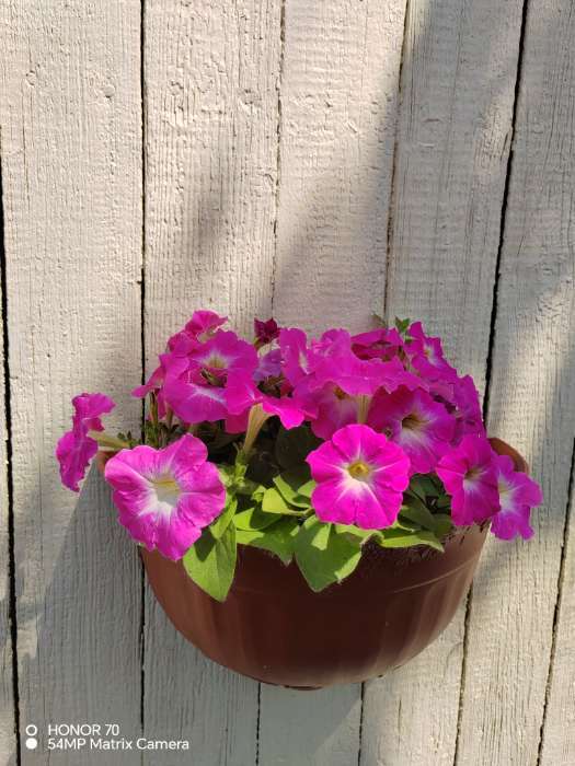 Фотография покупателя товара Семена Цветов Петуния "Мамбо", F1, розовое утро, многоцветковая, пробирка, 7 шт - Фото 6