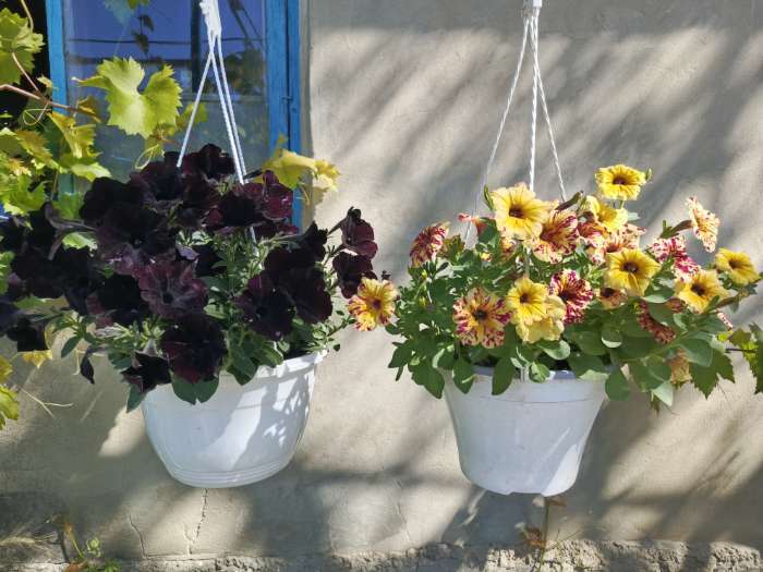 Фотография покупателя товара Семена цветов Петуния "Черная вишня" F1 многоцветковая, О, гранулы, пробирка, ц/п,4 шт. - Фото 5