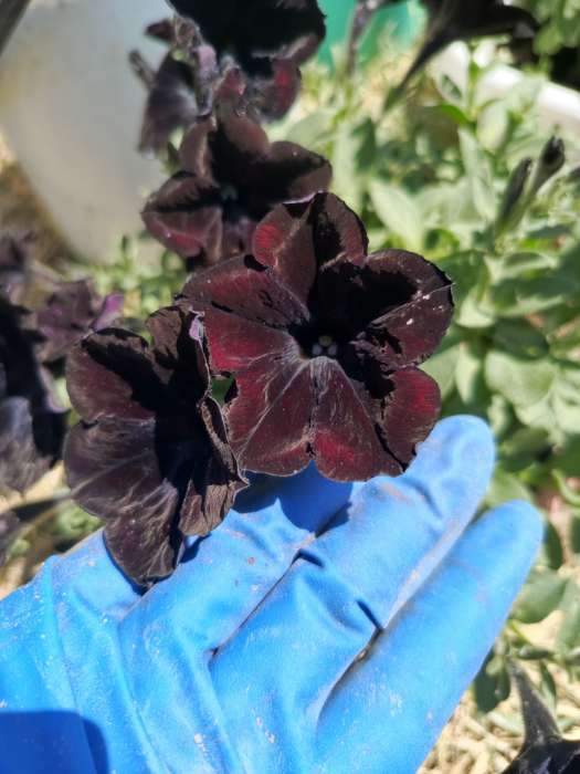 Фотография покупателя товара Семена цветов Петуния "Черная вишня" F1 многоцветковая, О, гранулы, пробирка, ц/п,4 шт. - Фото 3