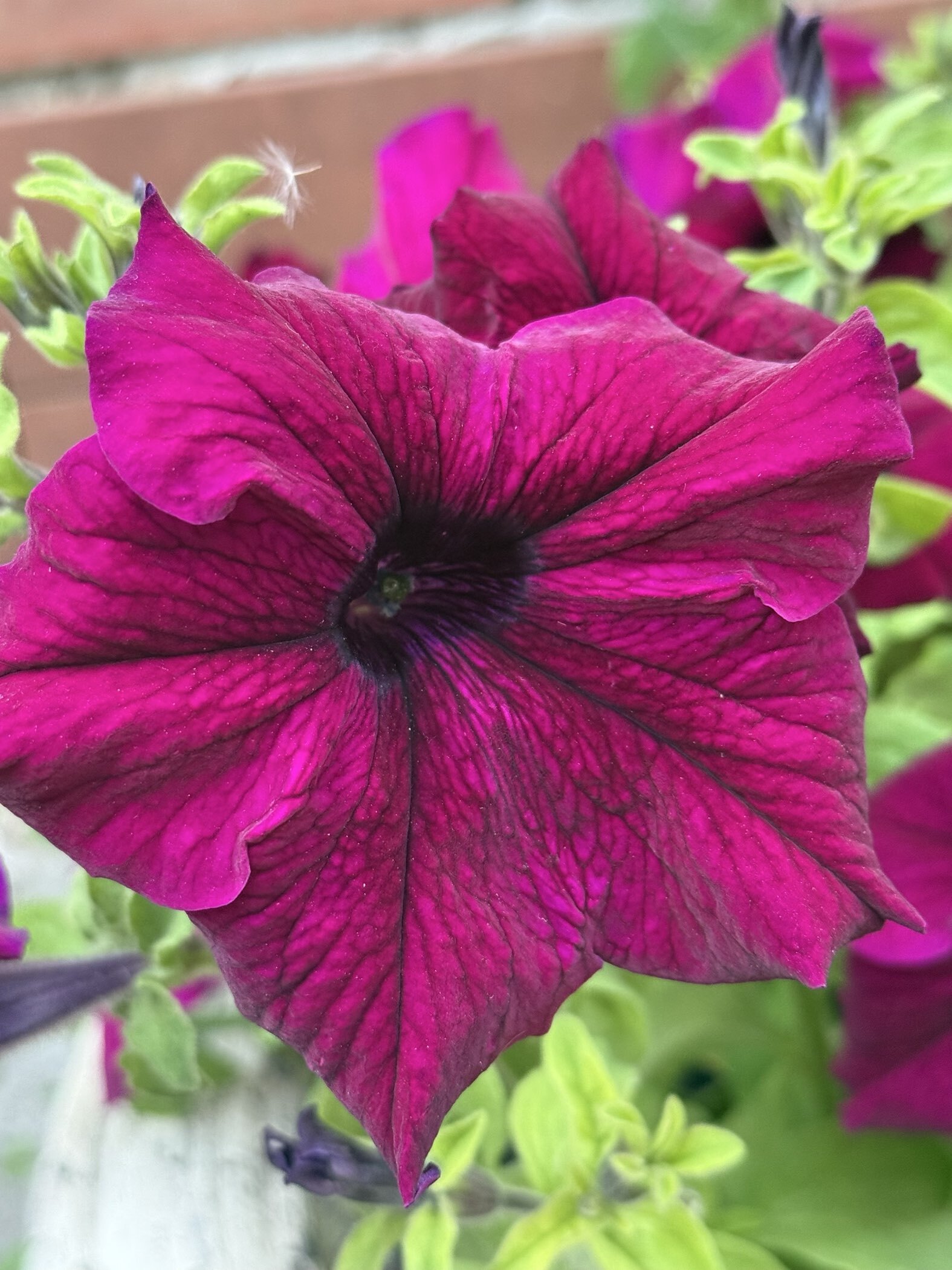 Фотография покупателя товара Семена цветов Петуния грандифлора "Аладдин Бордовая", 30 шт. - Фото 10