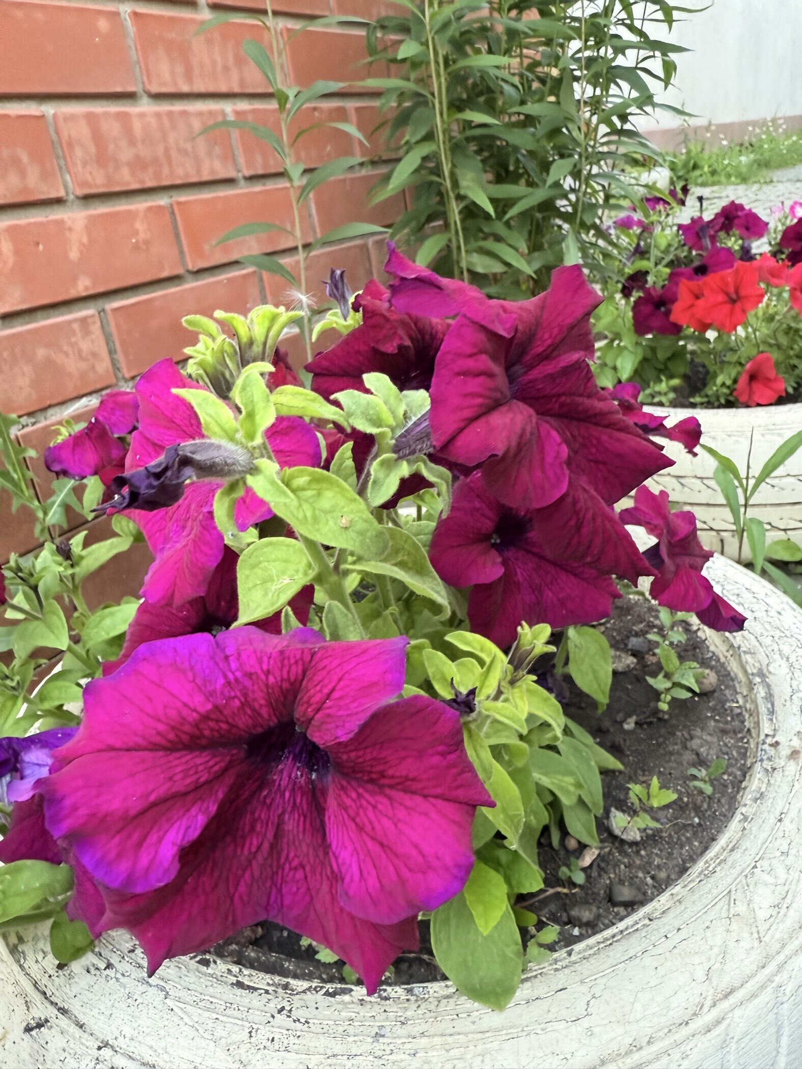 Фотография покупателя товара Семена цветов Петуния грандифлора "Аладдин Бордовая", 30 шт. - Фото 11