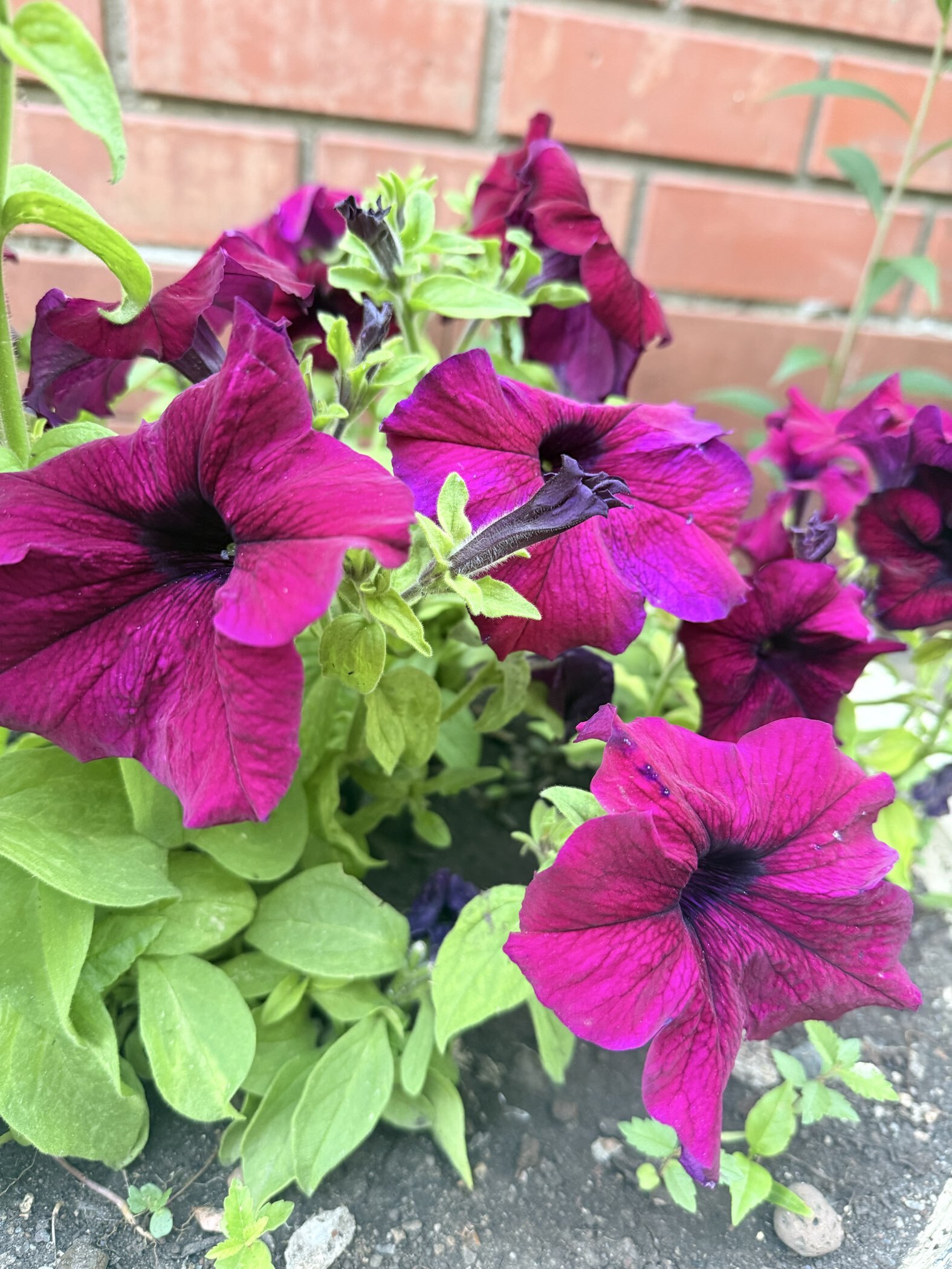 Фотография покупателя товара Семена цветов Петуния грандифлора "Аладдин Бордовая", 30 шт. - Фото 12