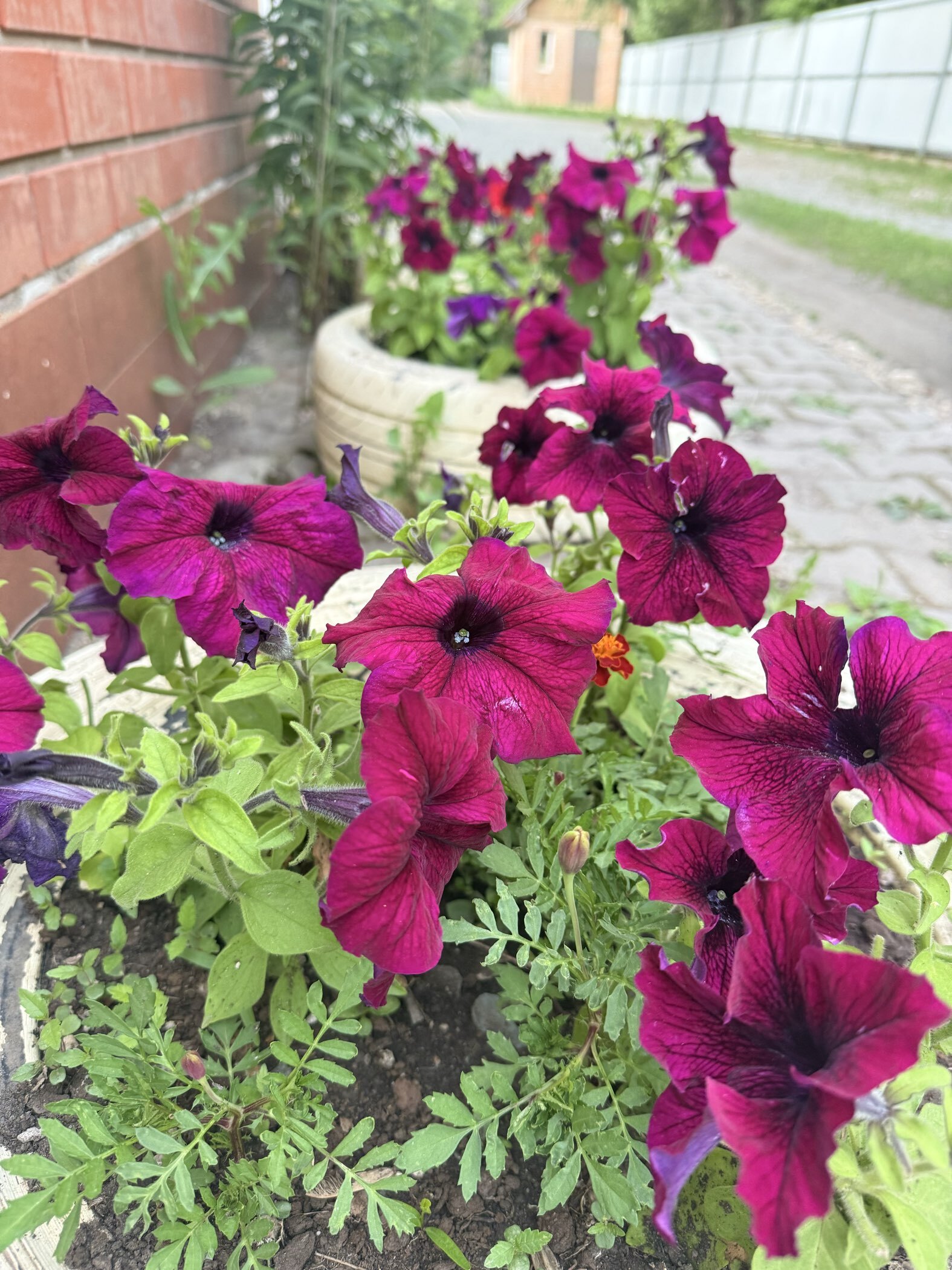 Фотография покупателя товара Семена цветов Петуния грандифлора "Аладдин Бордовая", 30 шт. - Фото 4