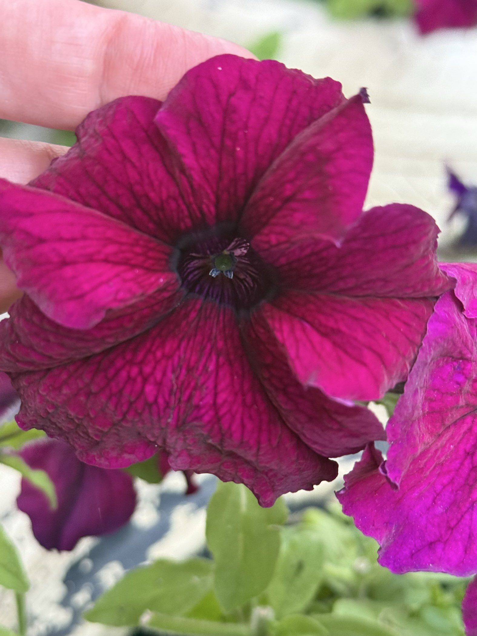 Фотография покупателя товара Семена цветов Петуния грандифлора "Аладдин Бордовая", 30 шт. - Фото 5