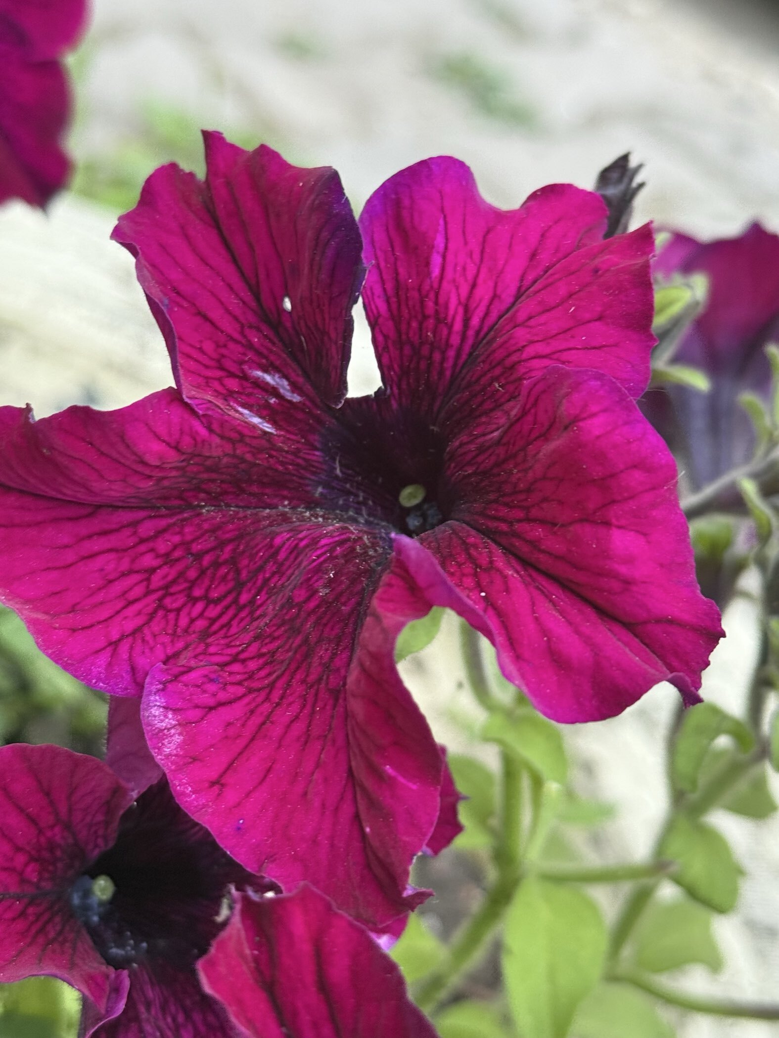 Фотография покупателя товара Семена цветов Петуния грандифлора "Аладдин Бордовая", 30 шт. - Фото 6