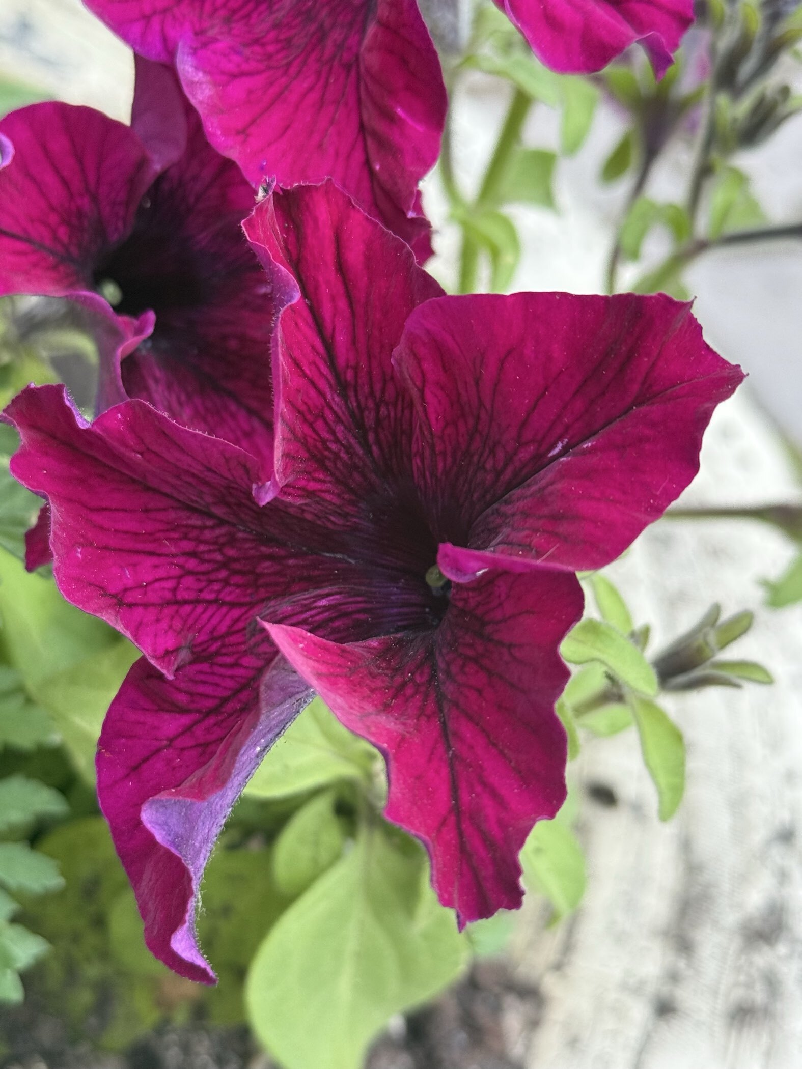 Фотография покупателя товара Семена цветов Петуния грандифлора "Аладдин Бордовая", 30 шт. - Фото 7