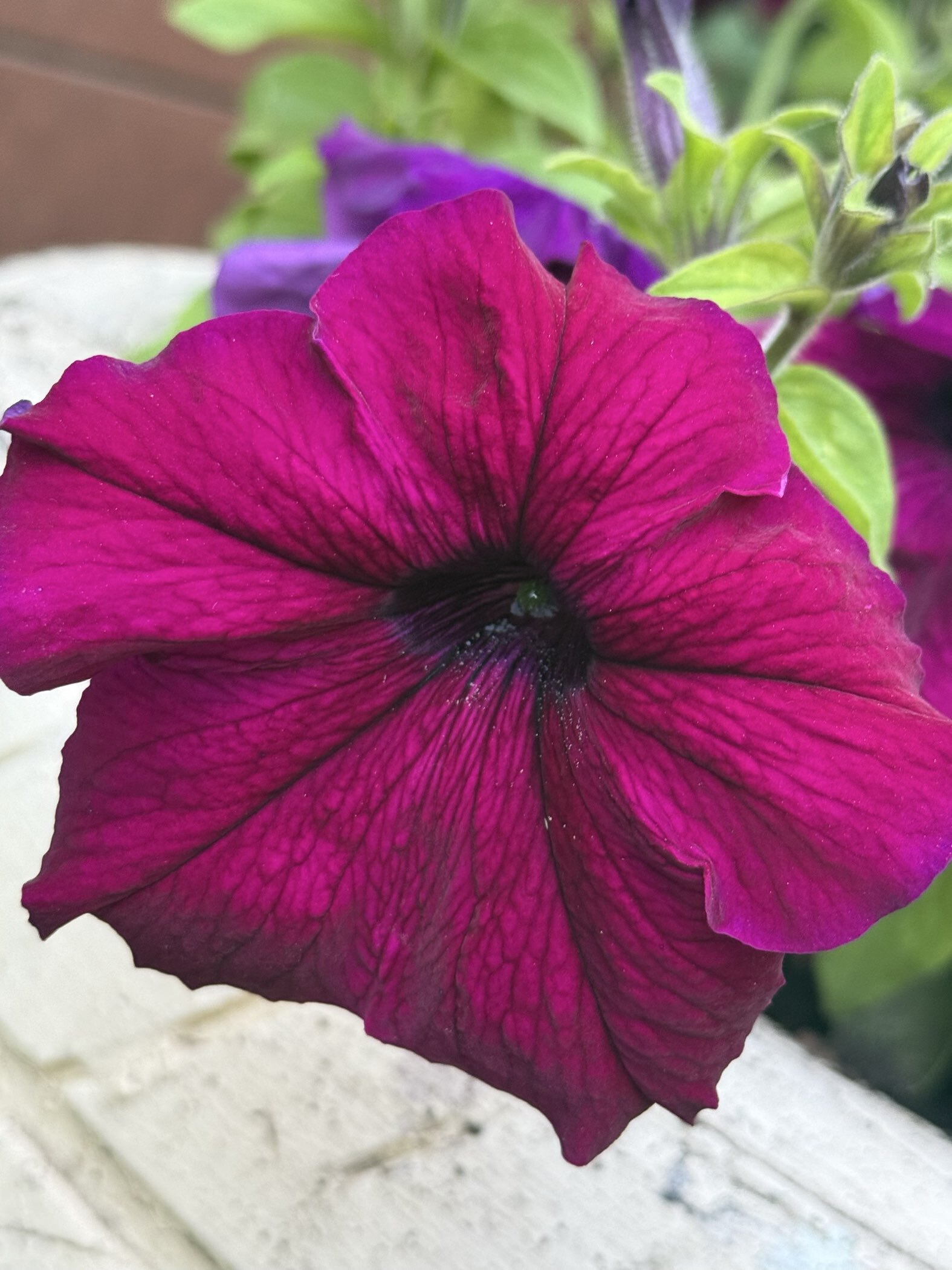 Фотография покупателя товара Семена цветов Петуния грандифлора "Аладдин Бордовая", 30 шт. - Фото 8