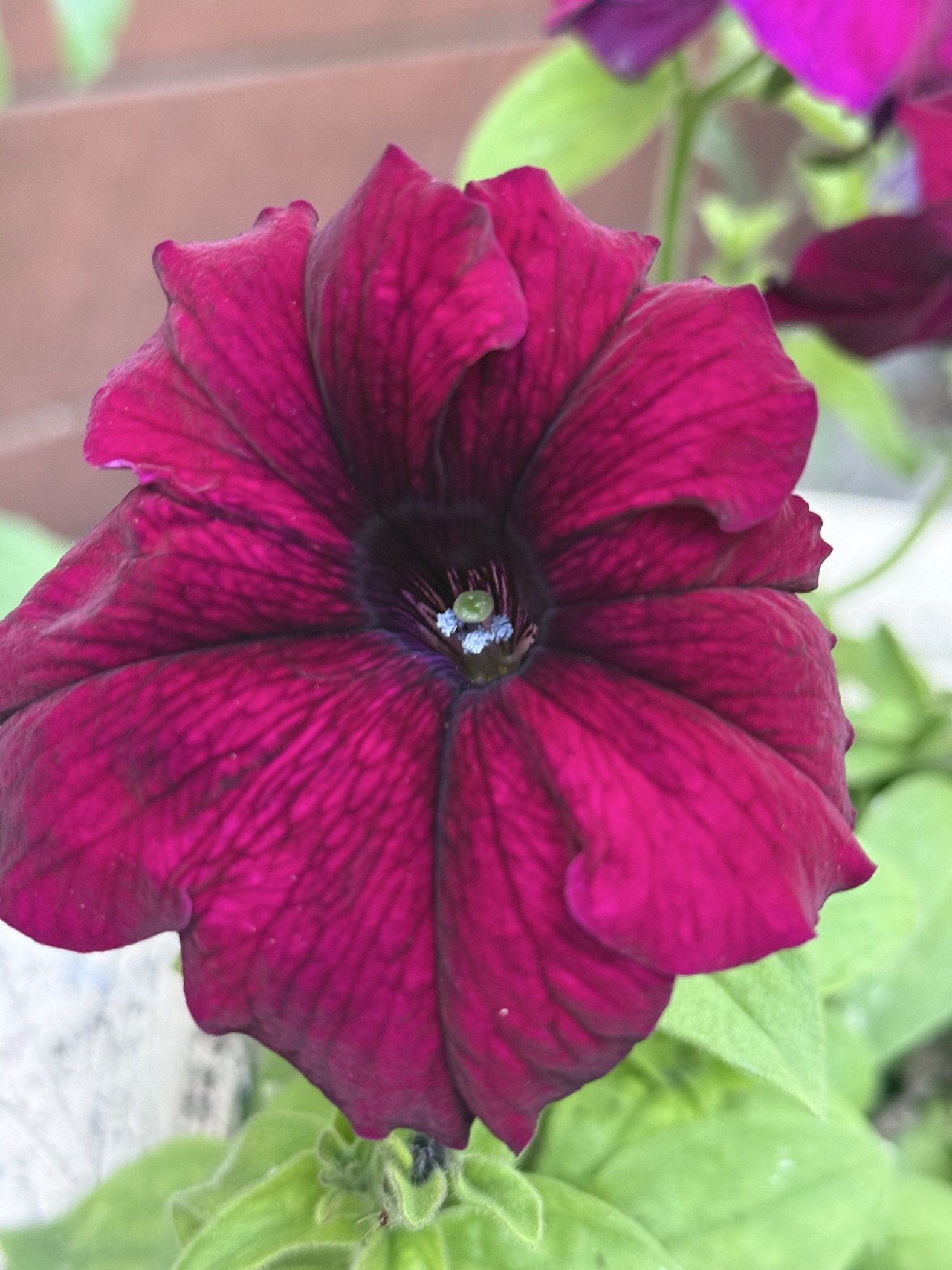 Фотография покупателя товара Семена цветов Петуния грандифлора "Аладдин Бордовая", 30 шт. - Фото 9