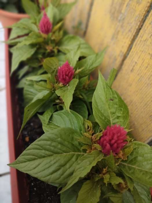 Фотография покупателя товара Семена цветов Целозия Айс Крим «Розовый факел», перистая, «Семена Алтая», 10 шт. - Фото 1