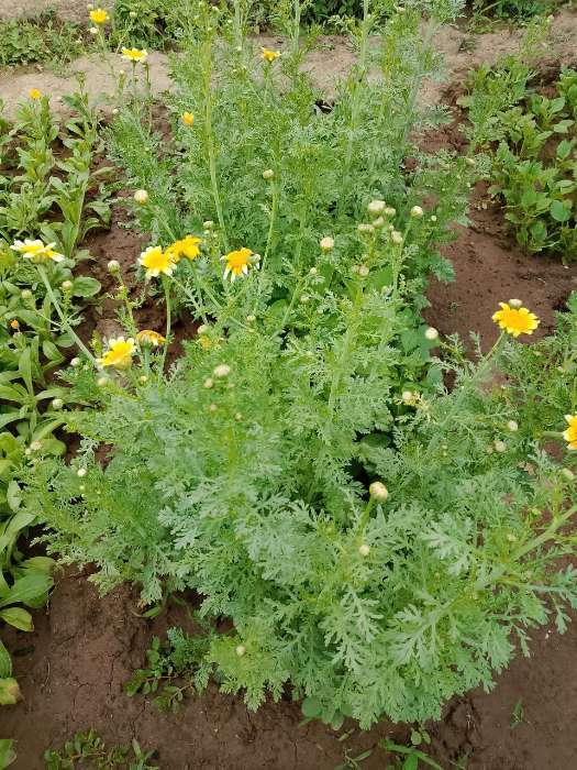 Фотография покупателя товара Семена цветов Хризантема увенчанная Махровая, смесь окрасок, О, 0,2 г - Фото 4