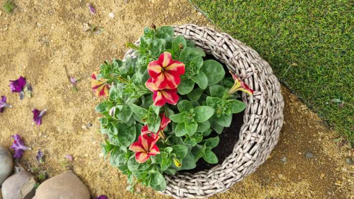 Фотография покупателя товара Семена цветов Петуния мультифлора «Май Джой Еллоу Бронз Ред», 5 шт., «Поиск» - Фото 5