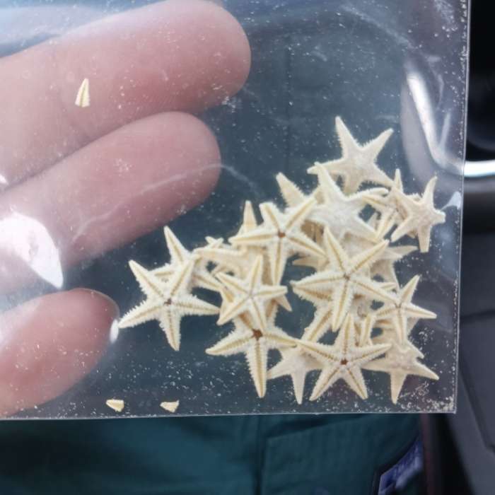 Фотография покупателя товара Набор натуральных морских звезд, 1.5 - 2.5 см, 20 шт. - Фото 8