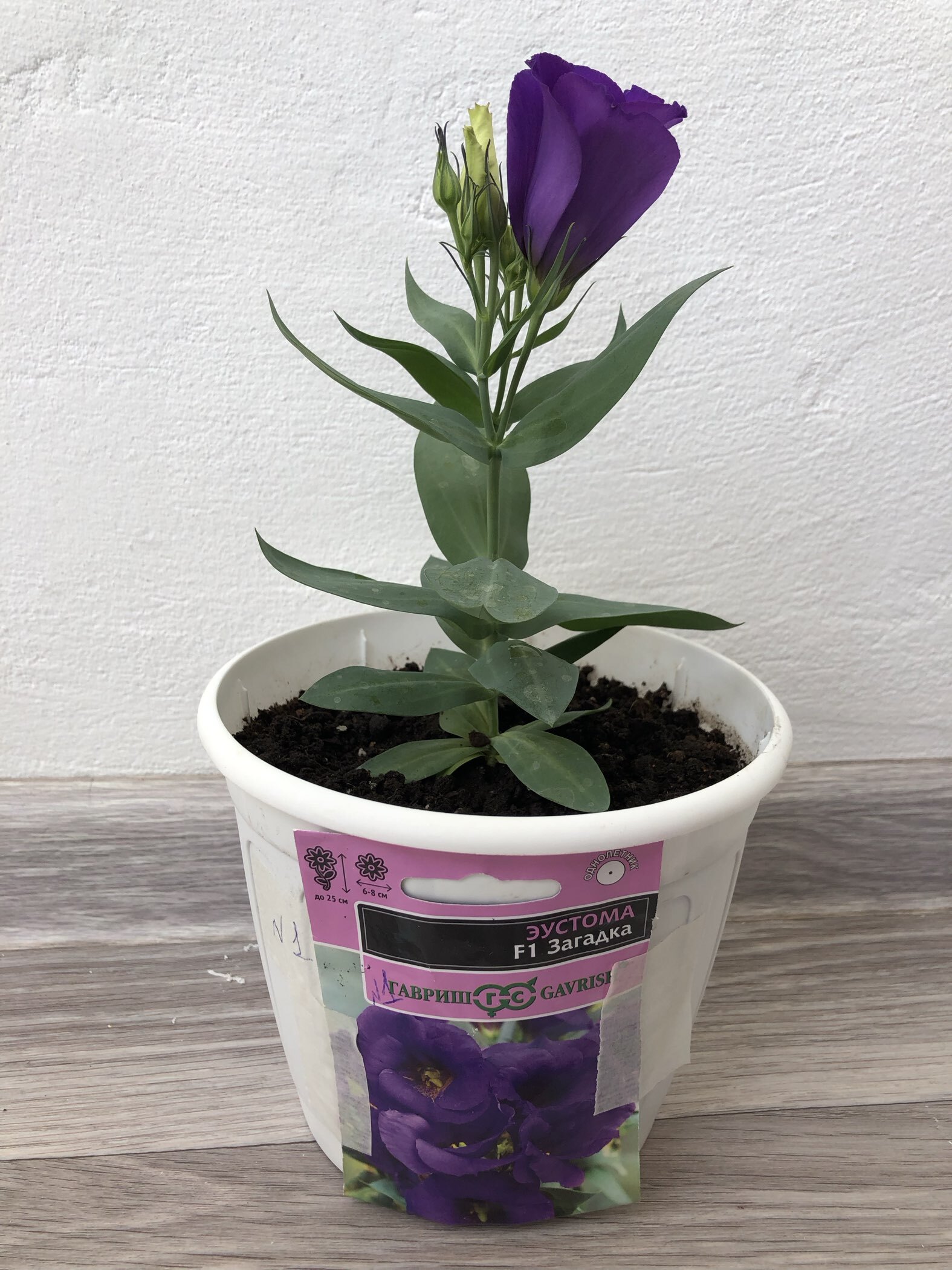 Фотография покупателя товара Семена цветов Эустома "Загадка", ц/п, F1, 4 шт - Фото 1