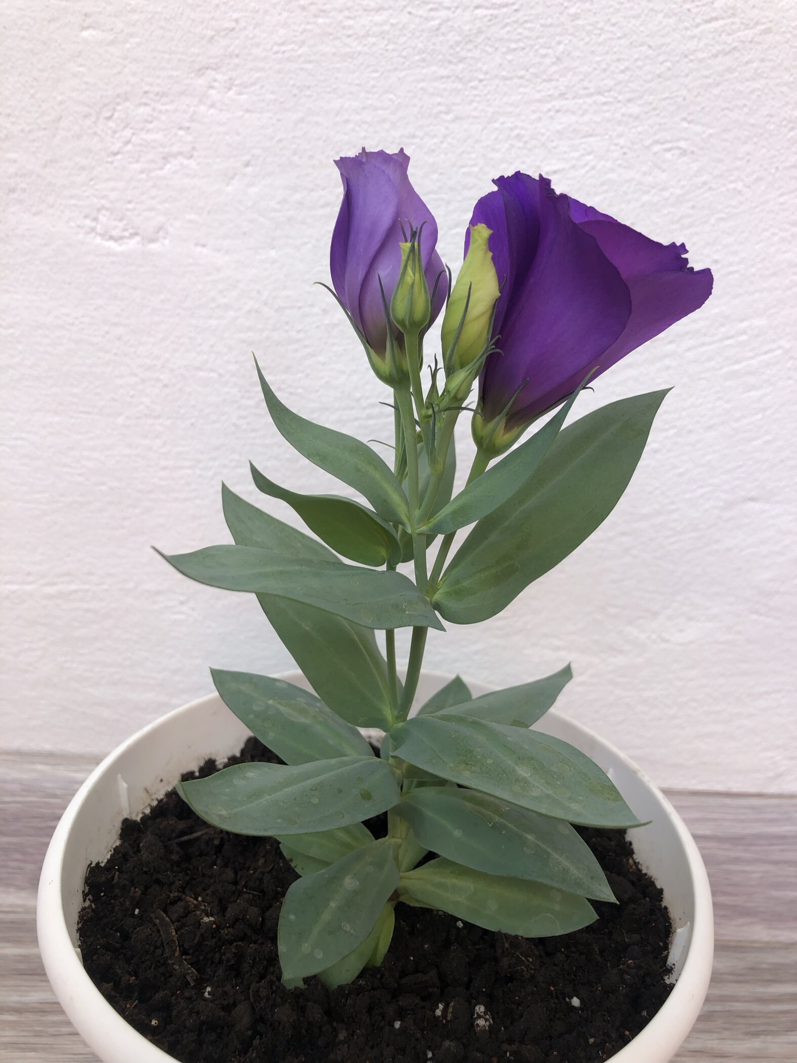 Фотография покупателя товара Семена цветов Эустома "Загадка", ц/п, F1, 4 шт - Фото 2