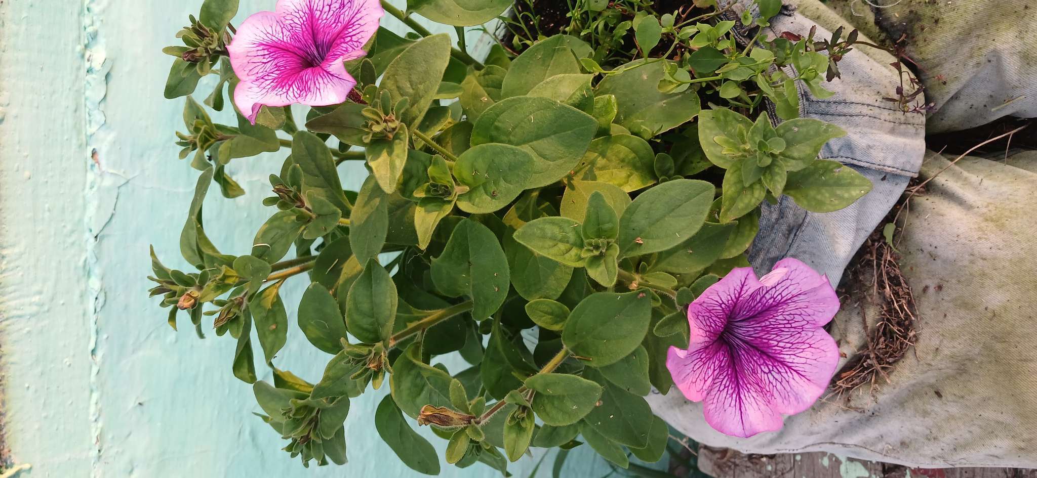 Фотография покупателя товара Семена цветов Петуния «Варвара Краса F1» многоцветковая, однолетник, 7 шт. - Фото 1