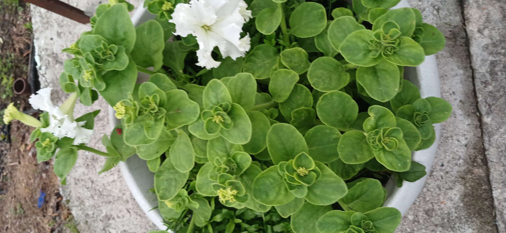 Фотография покупателя товара Семена Петуния Афродита F1 белая крупноцветковая, 7 шт - Фото 4