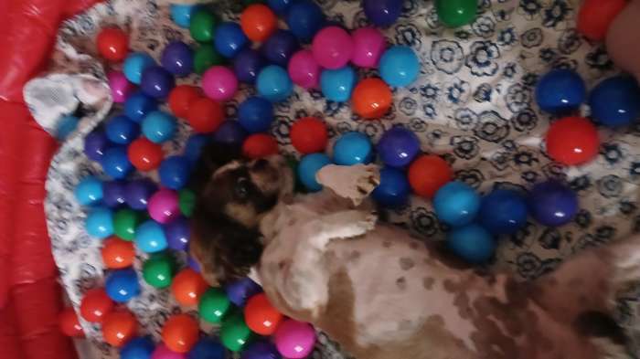 Фотография покупателя товара Бассейн надувной «Сияние», 152×30 см, от 2 лет, цвета МИКС, 51026 Bestway - Фото 2