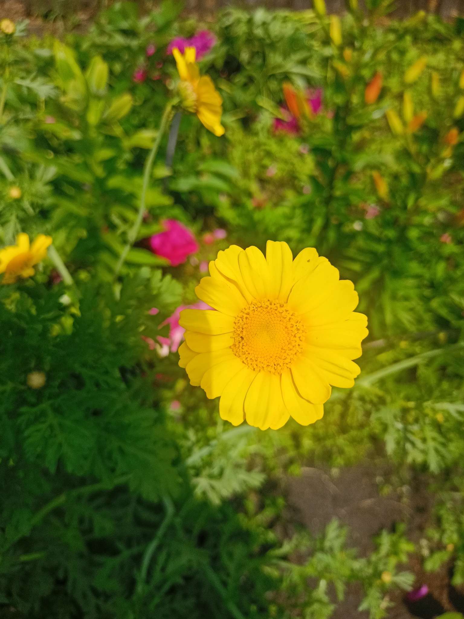 Фотография покупателя товара Семена цветов Хризантема увенчанная Махровая, смесь окрасок, О, 0,2 г - Фото 1