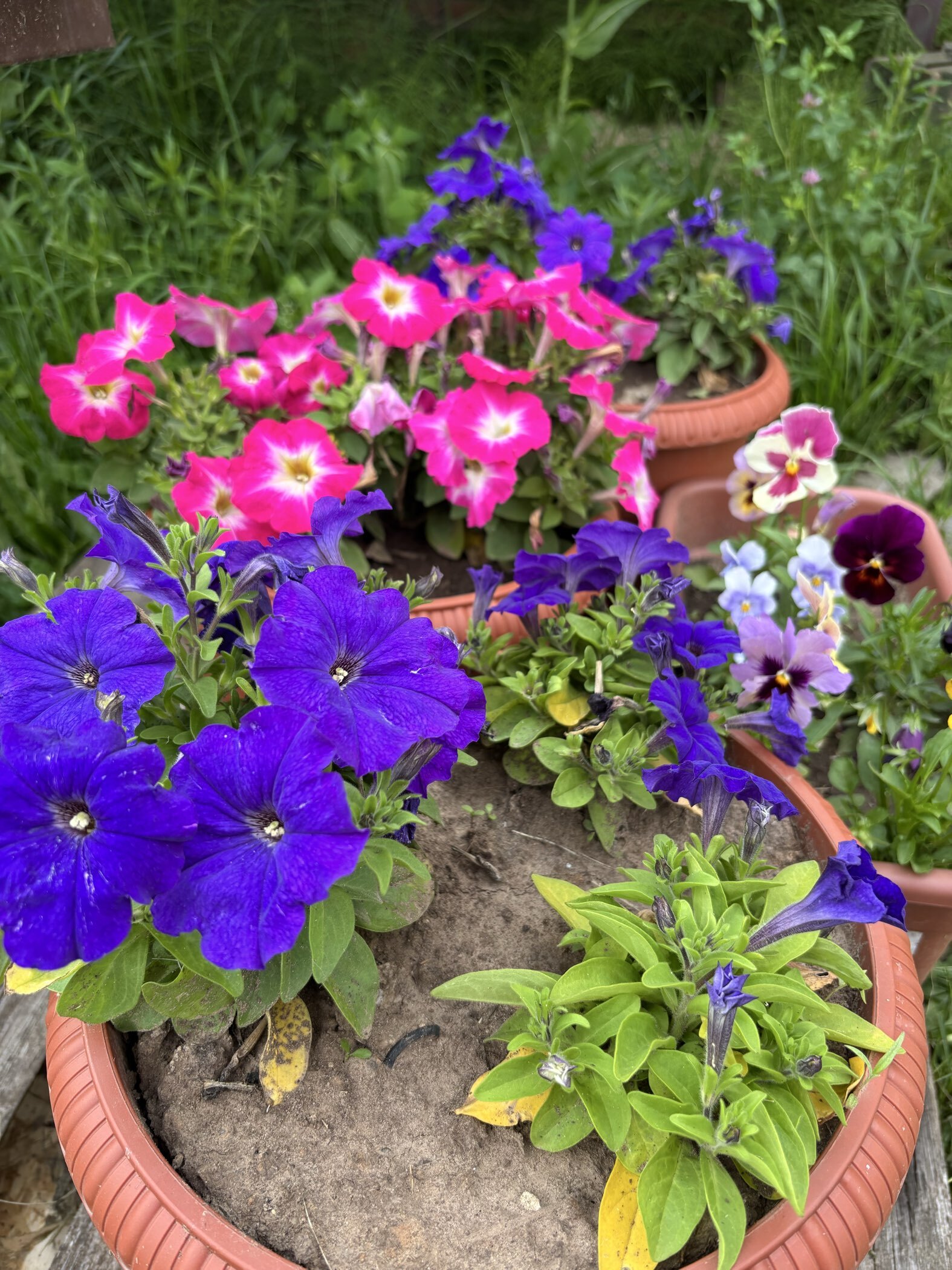 Фотография покупателя товара Семена Цветов Петуния "Мамбо", F1, лазурный берег, пробирка, 7 шт - Фото 1