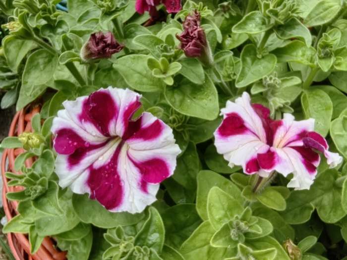 Фотография покупателя товара Семена цветов Петуния грандифлора "Кан кан бургунди" 10 шт - Фото 15