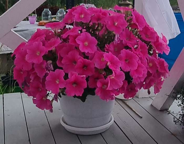 Фотография покупателя товара Семена цветов Петуния "Е3 Изи Вейв Пинк Космо F1", 5 шт - Фото 4