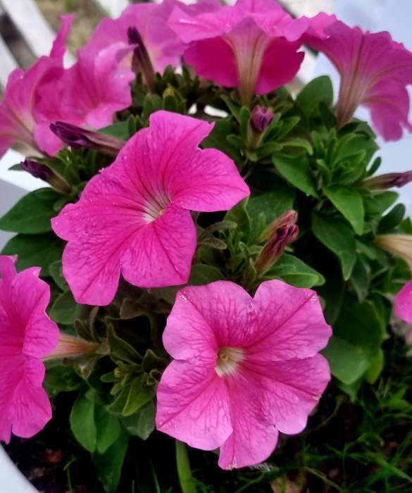 Фотография покупателя товара Семена цветов Петуния "Е3 Изи Вейв Пинк Космо F1", 5 шт - Фото 5