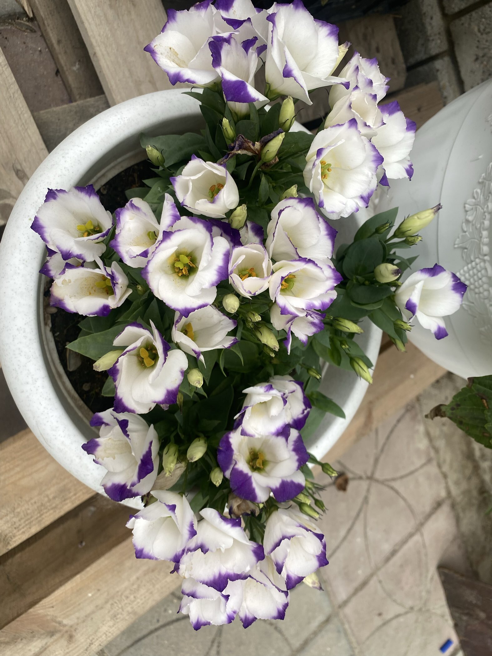 Фотография покупателя товара Семена цветов Эустома "Сапфир" Блу Чип, крупноцветковая, 5 шт - Фото 1