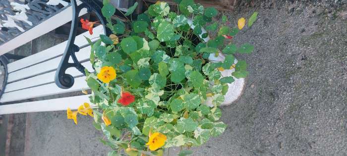 Фотография покупателя товара Семена цветов Настурция низкорослая "Клубника со сливками", 1 г - Фото 11