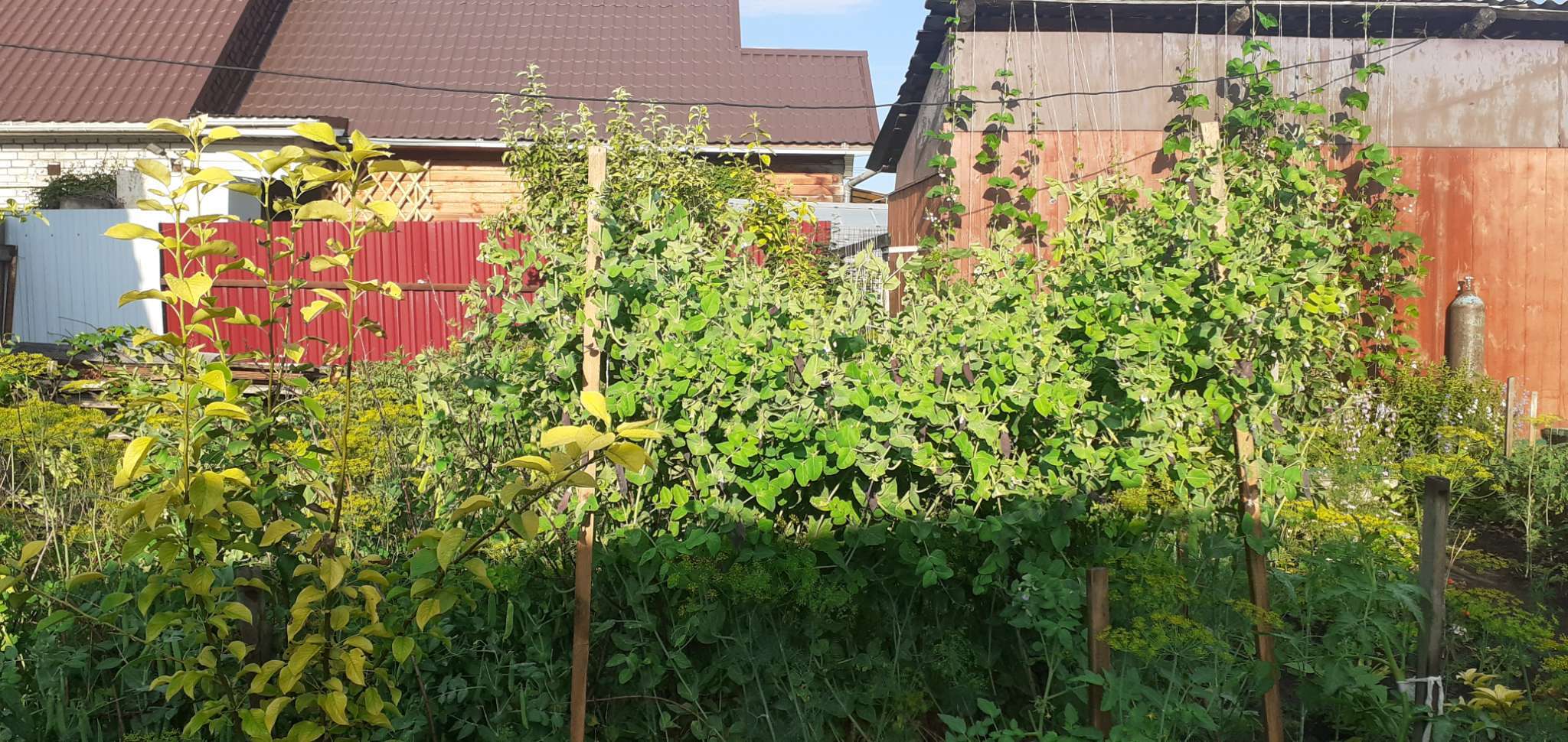 Фотография покупателя товара Семена Горох овощной, «Все фиолетово», 7 г, высокорослый, «Аэлита» - Фото 21