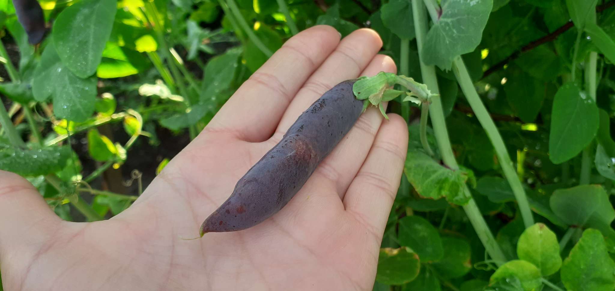 Фотография покупателя товара Семена Горох овощной, «Все фиолетово», 7 г, высокорослый, «Аэлита» - Фото 20