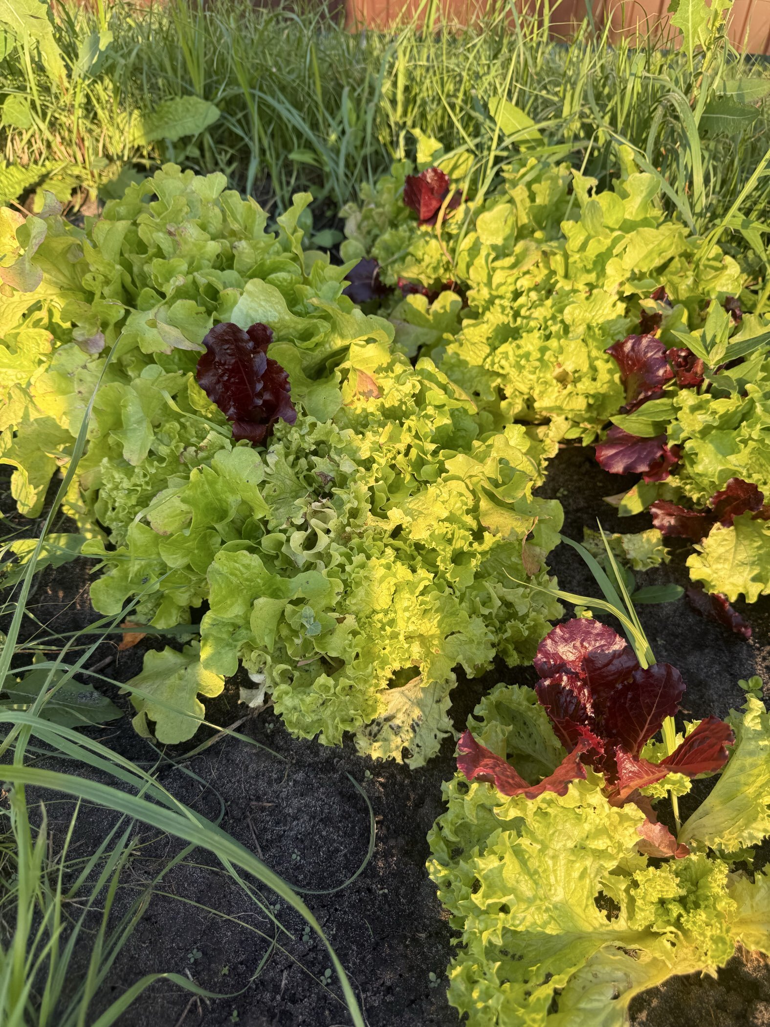 Фотография покупателя товара Семена Салат "Веселая грядка" листовой, смесь, 0,5 г - Фото 2