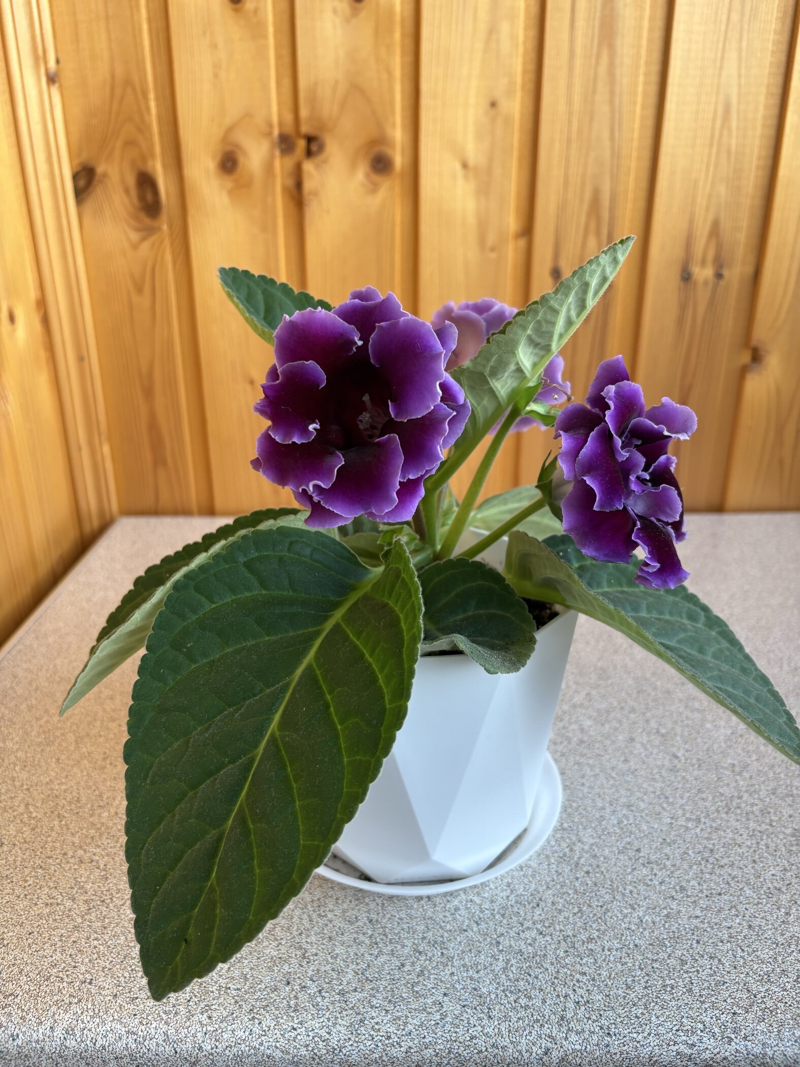 Фотография покупателя товара Семена Глоксиния "Брокада", ц/п,  синяя, F1, 4 шт - Фото 1