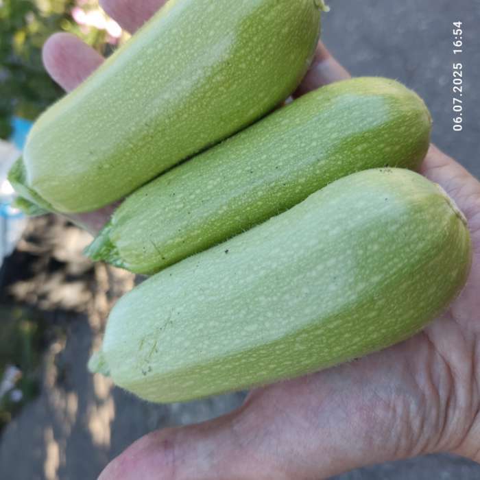 Фотография покупателя товара Семена Кабачок белоплодный "Корнишонный", ц/п, 1 г - Фото 1