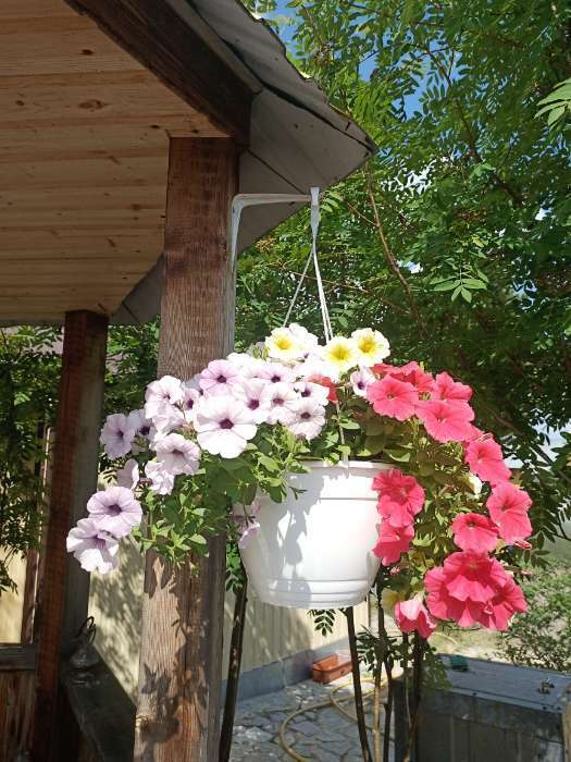 Фотография покупателя товара Семена цветов Петуния "Изи Вейв Рози доун", F1, 5 шт - Фото 1