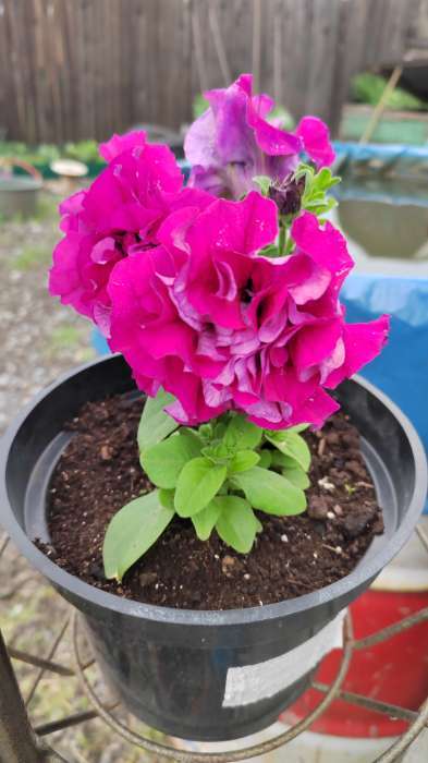 Фотография покупателя товара Семена цветов Петуния  Махровая Каскадная Блю&Орхид F1, смесь, О, 8 шт - Фото 3