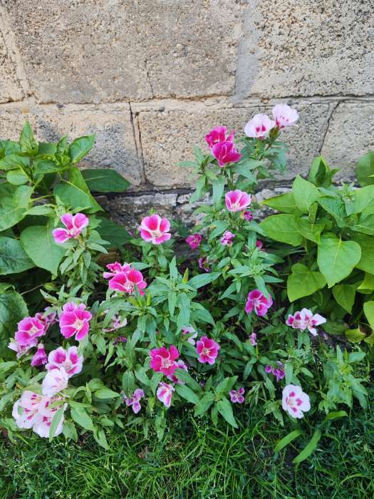 Фотография покупателя товара Семена цветов Аквилегия "Башня", ц/п,  0,05 г - Фото 1