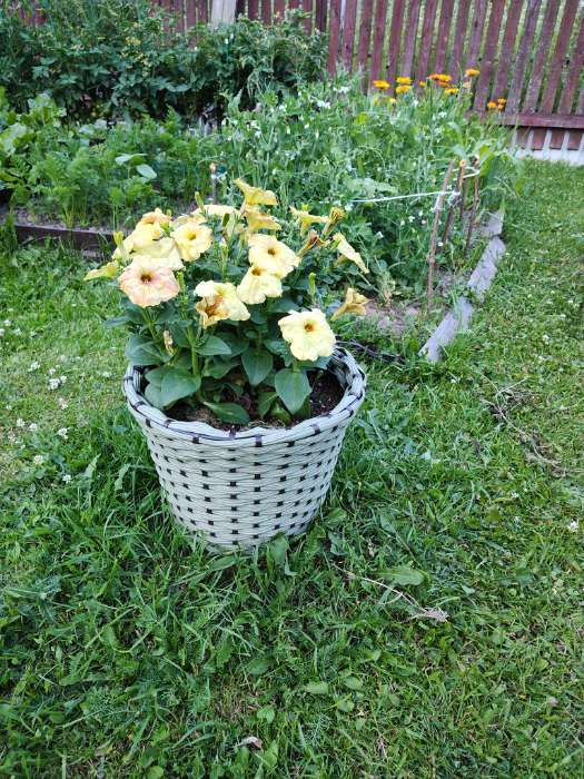 Фотография покупателя товара Семена цветов Петуния "КОКЕТКА", Жёлтая, F1, 0,01 гр - Фото 2