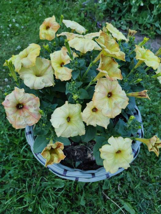 Фотография покупателя товара Семена цветов Петуния "КОКЕТКА", Жёлтая, F1, 0,01 гр - Фото 3