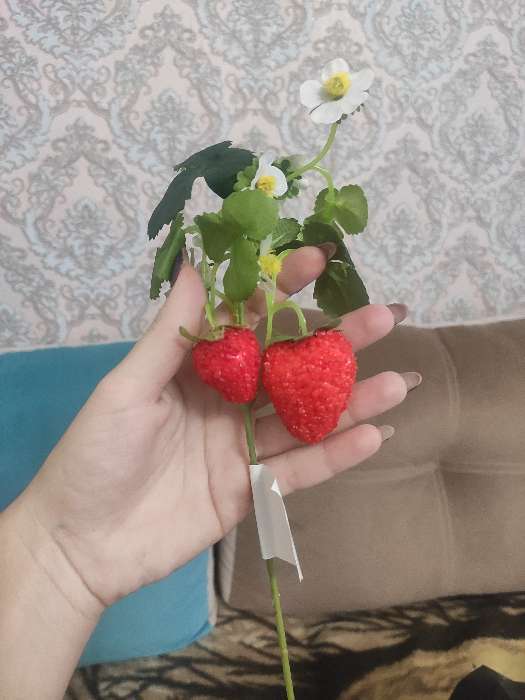 Фотография покупателя товара цветы искусственные клубника 28 см