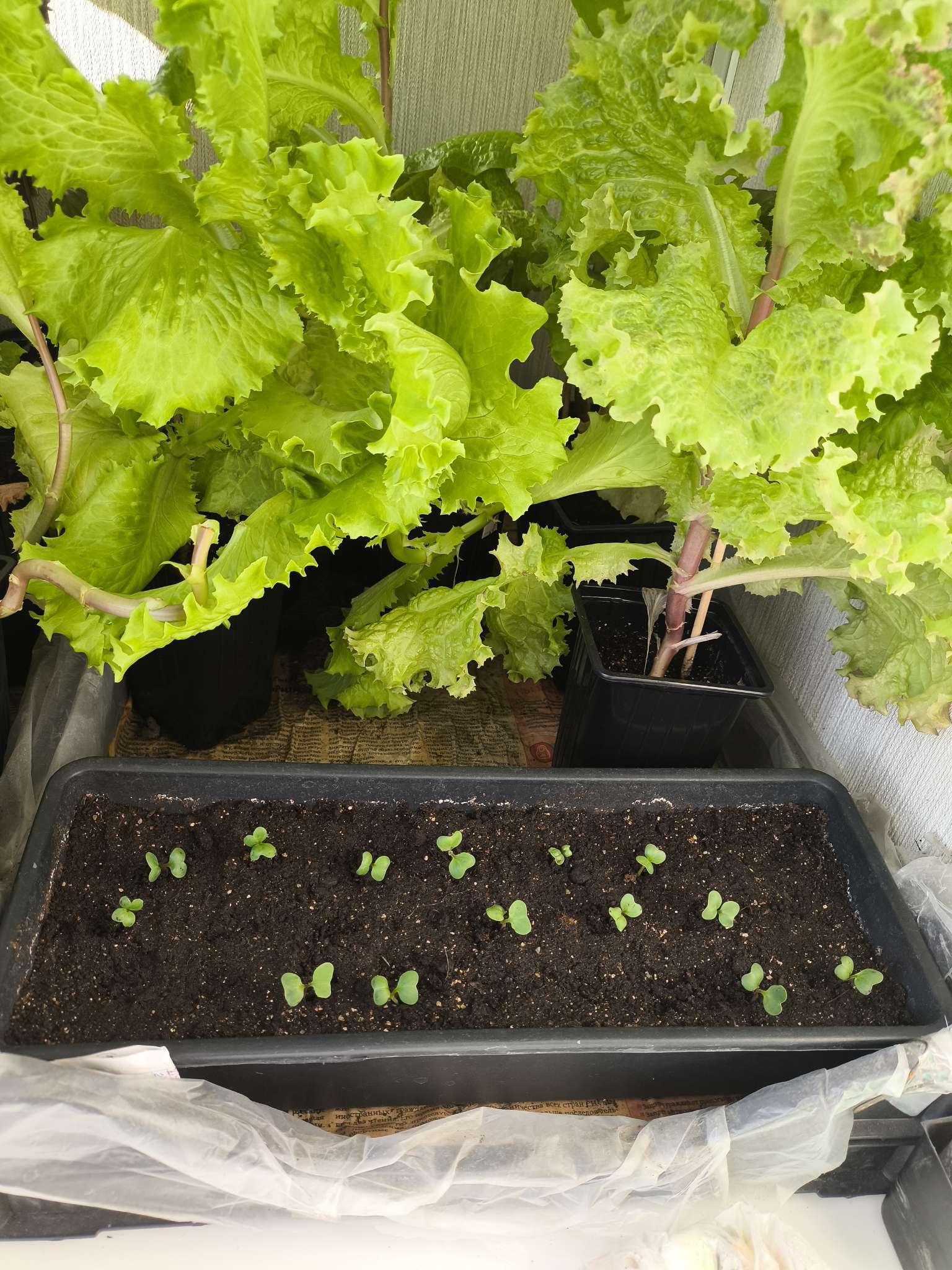 Фотография покупателя товара Семена Редис "Мечта Алисы",  F1, 1 г - Фото 1