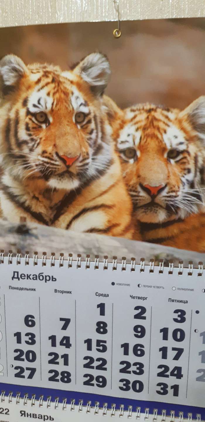 Фотография покупателя товара Календарь квартальный, трио "Символ года - 17" 2022 год, 31 х 69 см