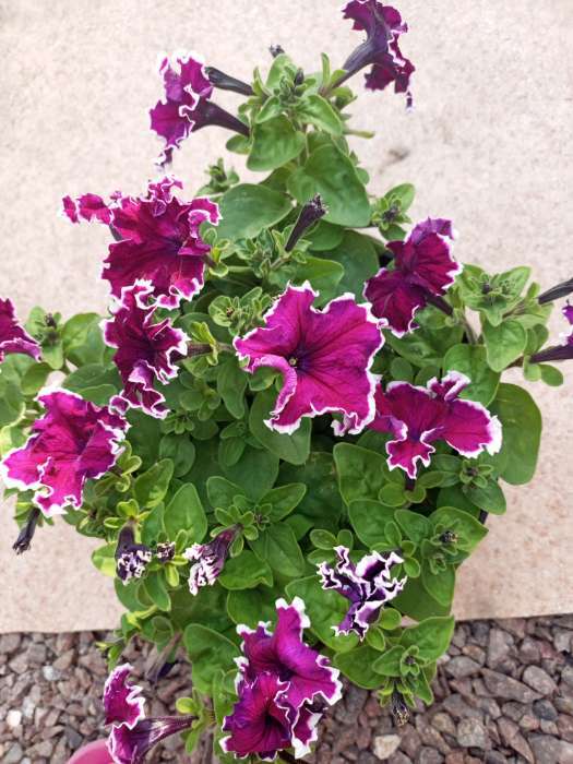 Фотография покупателя товара Семена цветов Петуния "Капелла", Евро, 10 шт - Фото 1