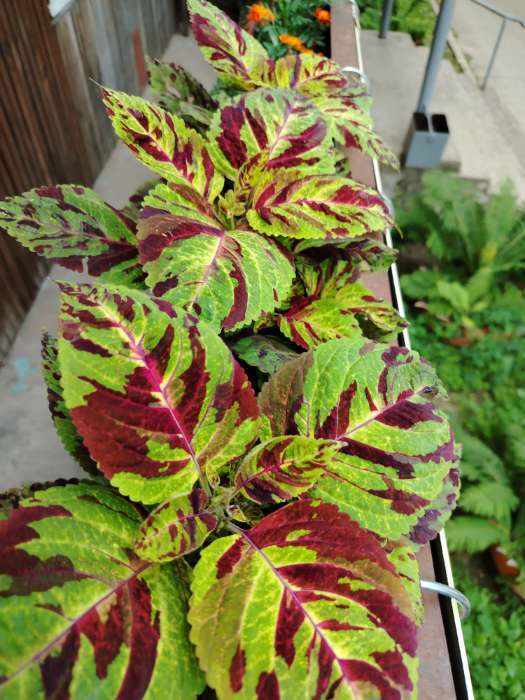 Фотография покупателя товара Семена цветов Колеус «Визард», мозаика, «Семена Алтая», цветной пакет, 5 шт. - Фото 4