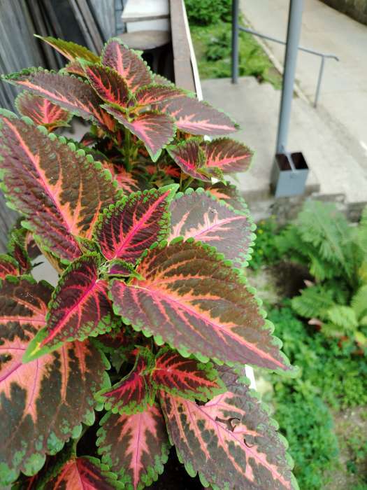 Фотография покупателя товара Семена комнатных цветов Колеус "Коралловый Восход", ц/п, 5 шт - Фото 1