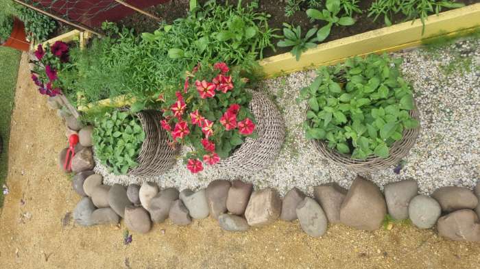 Фотография покупателя товара Семена цветов Петуния грандифлора "Аладдин Бордовая", 30 шт. - Фото 1